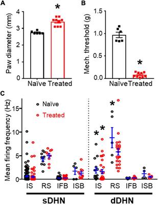 Synchronous firing of dorsal horn neurons at the origin of dorsal root reflexes in naïve and paw-inflamed mice